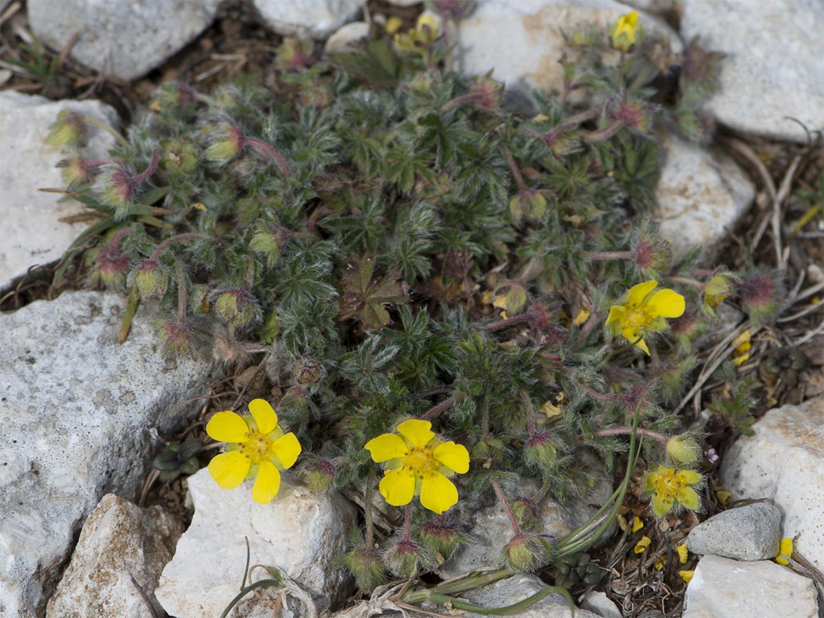 Potentilla australis